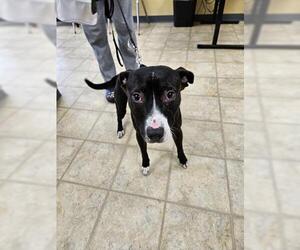 Mutt Dogs for adoption in Norfolk, VA, USA