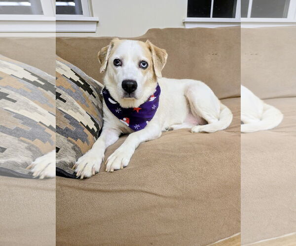 Medium Photo #3 Labrador Retriever-Unknown Mix Puppy For Sale in Rockaway, NJ, USA