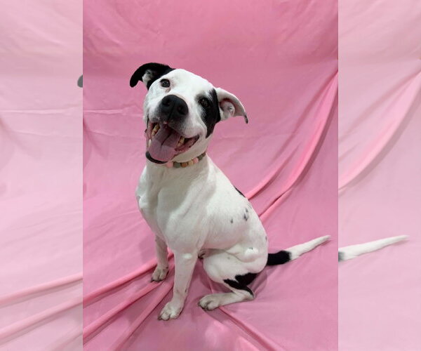 Medium Photo #1 Boxerhoula Puppy For Sale in Sandy, UT, USA