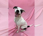 Small Boxerhoula