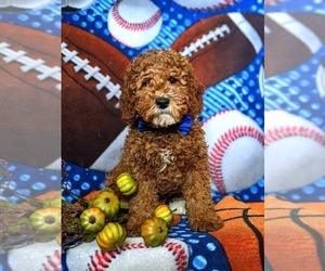 Poodle (Miniature) Puppy for sale in KIRKWOOD, PA, USA