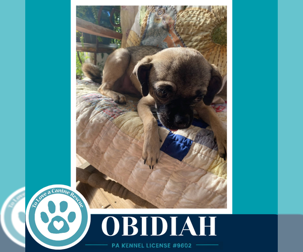 Medium Photo #1 Chug Puppy For Sale in Kimberton, PA, USA