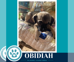 Chug Dogs for adoption in Kimberton, PA, USA