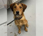 Small Labrador Retriever Mix