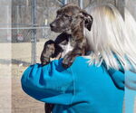 Small #3 Boxer-Plott Hound Mix