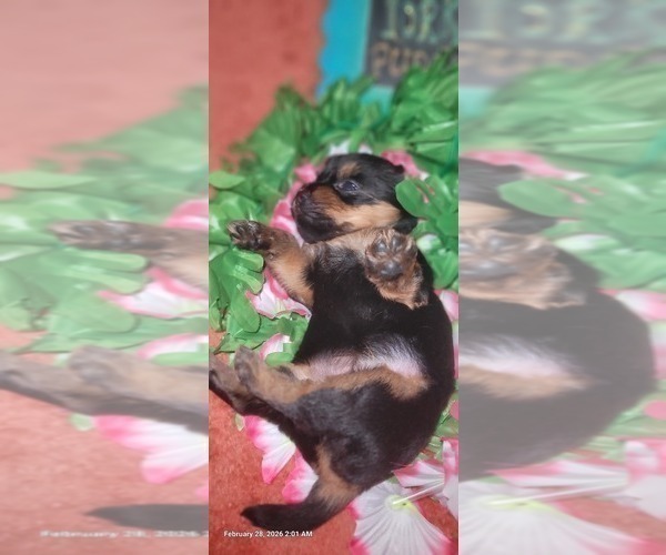 Medium Photo #107 Yorkshire Terrier Puppy For Sale in AKRON, OH, USA