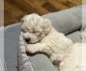 Bichon Frise Puppy for sale in TUSCALOOSA, AL, USA
