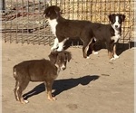 Small #13 Miniature Australian Shepherd