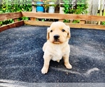 Small #1 Golden Retriever