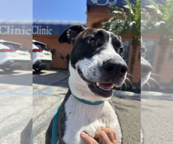 Medium Photo #3 Labrador Retriever-Unknown Mix Puppy For Sale in San Diego, CA, USA