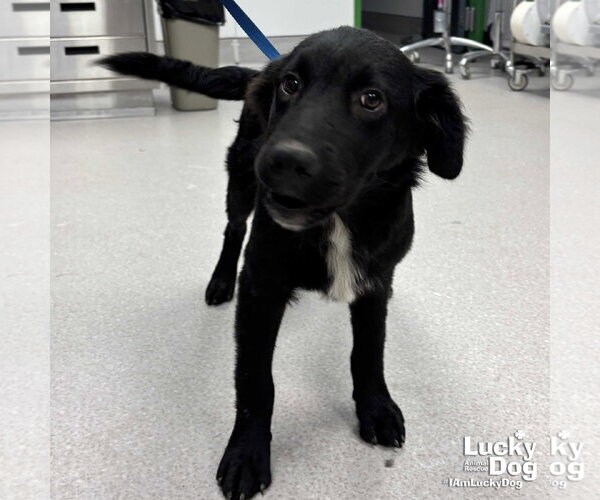 Medium Photo #2 Retriever -Unknown Mix Puppy For Sale in Washington, DC, USA
