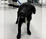 Small #1 Retriever  Mix
