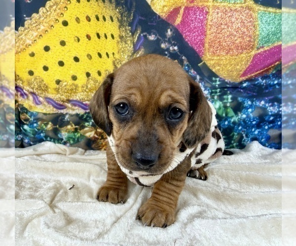 Medium Photo #17 Dachshund Puppy For Sale in CASSVILLE, MO, USA