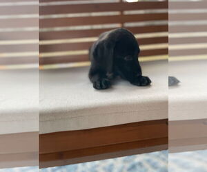 Labrador Retriever Mix Dog for Adoption in The Woodlands, Texas USA