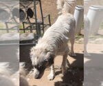 Small #2 Great Pyrenees