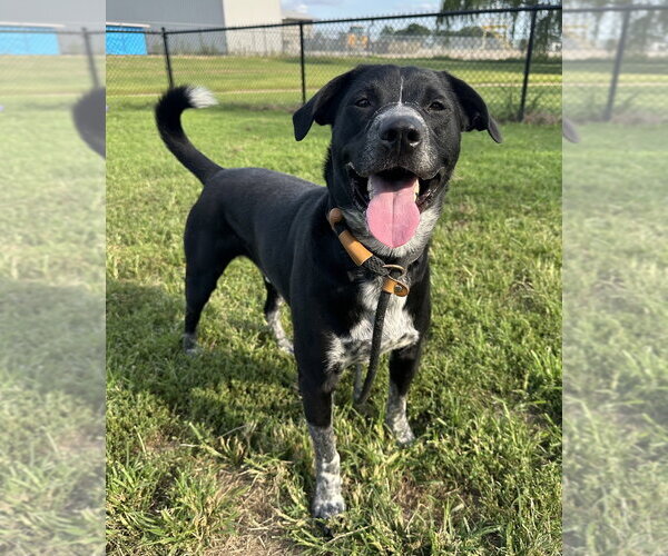 Medium Photo #9 Mutt Puppy For Sale in Evansville, IN, USA