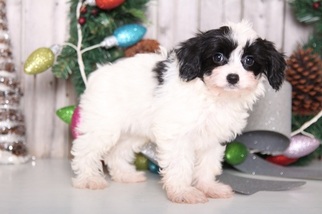 Papichon Puppy for sale in MOUNT VERNON, OH, USA
