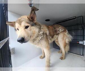 Huskies -Unknown Mix Dogs for adoption in Houston, TX, USA