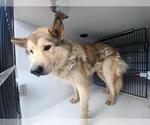 Small Huskies  Mix