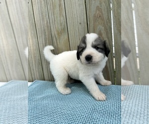 Medium Great Pyrenees