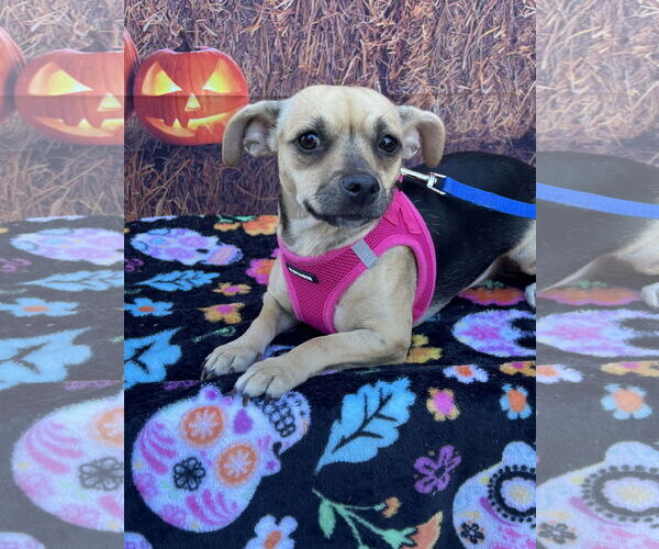 Medium Photo #2 Chihuahua Puppy For Sale in Lake Elsinore, CA, USA