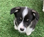 Small Photo #14 Pembroke Welsh Corgi Puppy For Sale in BURLESON, TX, USA