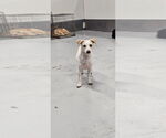 Small #5 Jack Russell Terrier Mix