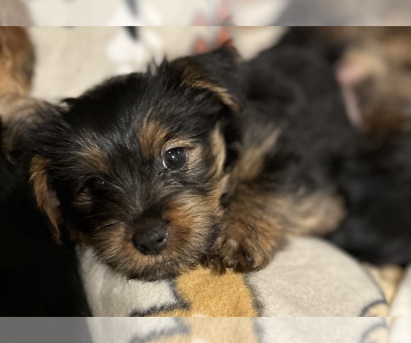 Medium Photo #7 Yorkshire Terrier Puppy For Sale in ORLANDO, FL, USA