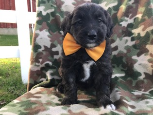 Aussiedoodle-Unknown Mix Puppy for sale in COLORA, MD, USA