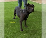 Small #5 Labrador Retriever Mix