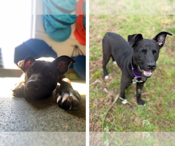 Medium Photo #2 Mutt Puppy For Sale in Weaverville, NC, USA