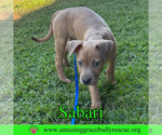Small #4 Bulldog-Labrador Retriever Mix
