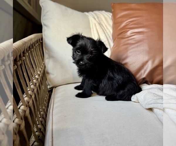 Medium Photo #8 YorkiePoo Puppy For Sale in BREMEN, IN, USA