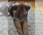Small Photo #13 German Shepherd Dog Puppy For Sale in JONESBOROUGH, TN, USA