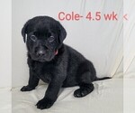 Puppy 5 Labrador Retriever