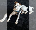 Small #27 Boxer Mix
