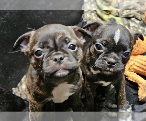 Medium Photo #1 Buggs Puppy For Sale in OJAI, CA, USA