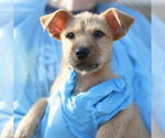 ALFALFA - Male Mutt Dog for Adoption - Small photo