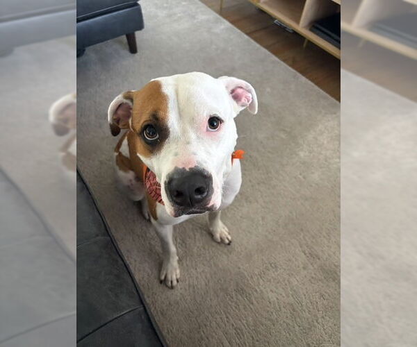 Medium Photo #3 Mutt Puppy For Sale in Miami, FL, USA