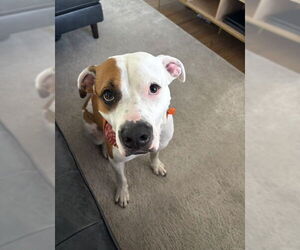 COURTESY POST: Woody - Male Mutt Dog for Adoption - Photo #3