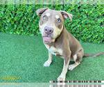 Small Photo #2 Catahoula Leopard Dog-Unknown Mix Puppy For Sale in West Palm Beach, FL, USA