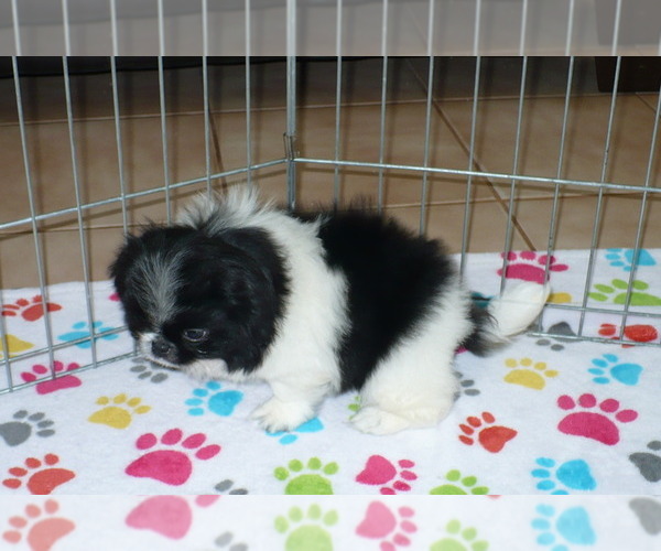 Medium Photo #5 Japanese Chin Puppy For Sale in ORO VALLEY, AZ, USA