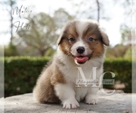 Small #2 Pembroke Welsh Corgi