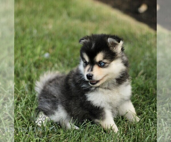 Medium Photo #4 Pomsky Puppy For Sale in PARKESBURG, PA, USA