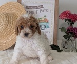 Small #2 Poodle (Miniature)