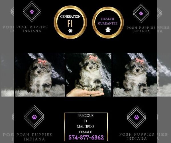 Medium Photo #26 Maltipoo Puppy For Sale in WARSAW, IN, USA