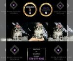 Small Photo #26 Maltipoo Puppy For Sale in WARSAW, IN, USA