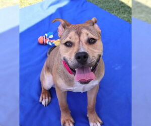 American Pit Bull Terrier-Unknown Mix Dogs for adoption in Rockaway, NJ, USA