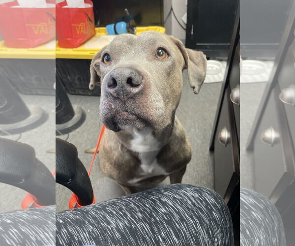 Medium Photo #2 Mutt Puppy For Sale in El Centro, CA, USA