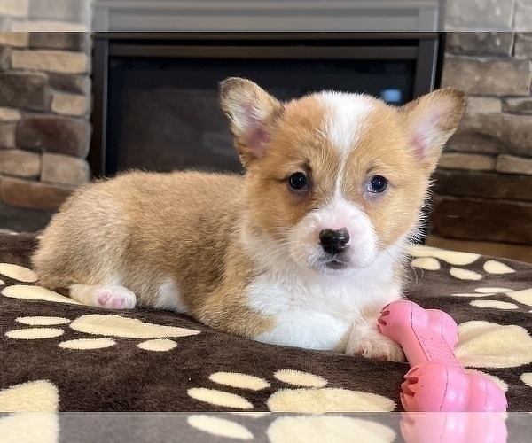 Medium Photo #2 Pembroke Welsh Corgi Puppy For Sale in NOBLESVILLE, IN, USA